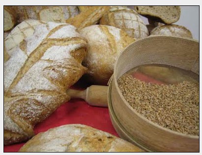 Trigo pan en gramo